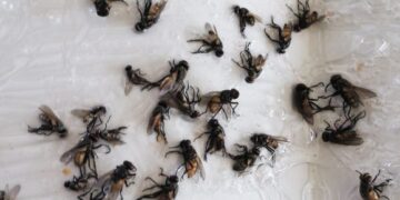 Insect uprising