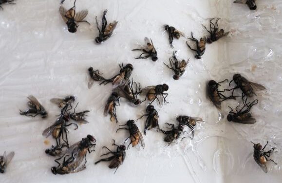 Insect uprising