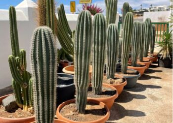 Cactus for sale!
