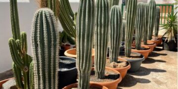 Cactus for sale!