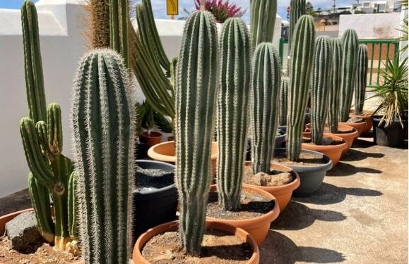 Cactus for sale!