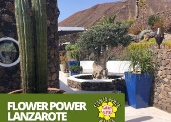 What can Flower Power do for my garden?