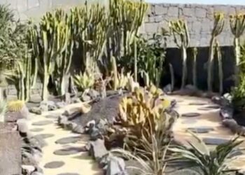 Flower Power garden revamp