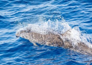 Fraser’s dolphin sighting off the south-east coast