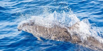 Fraser’s dolphin sighting off the south-east coast