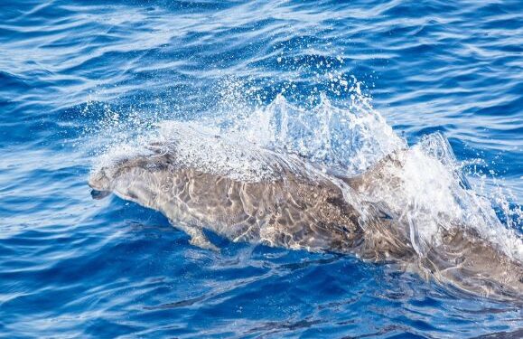Fraser’s dolphin sighting off the south-east coast