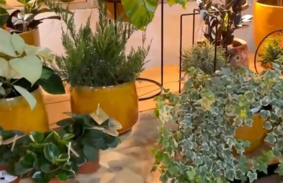 Garden decorations under one roof
