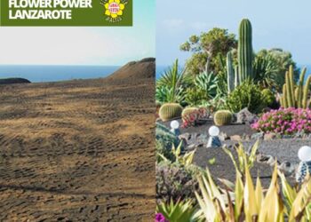 Garden landscaping Lanzarote