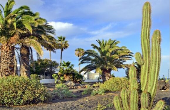 Teguise garden row