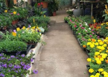 Make your garden pop with colour