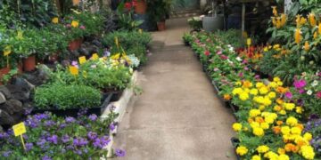 Make your garden pop with colour