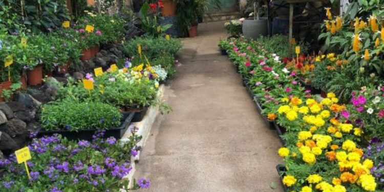 Make your garden pop with colour