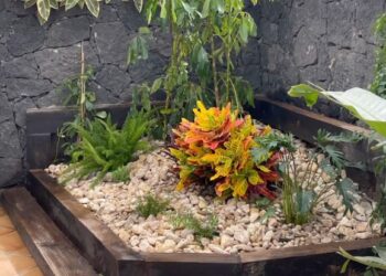 Gardening revamp in Playa Blanca