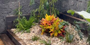 Gardening revamp in Playa Blanca