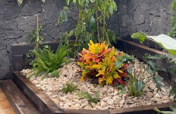 Gardening revamp in Playa Blanca