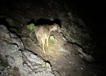 Goat controversy