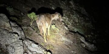 Goat controversy