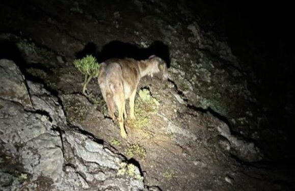 Goat controversy