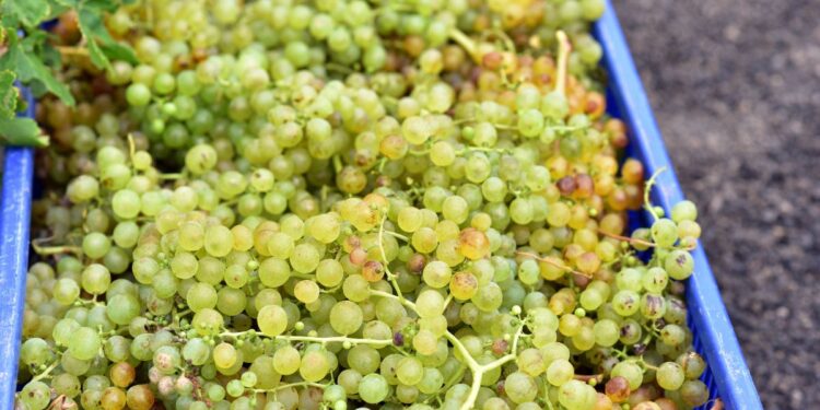 Lanzarote grape harvest low but of high quality