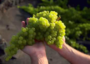 Grape harvest begins
