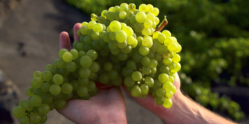 Grape harvest begins