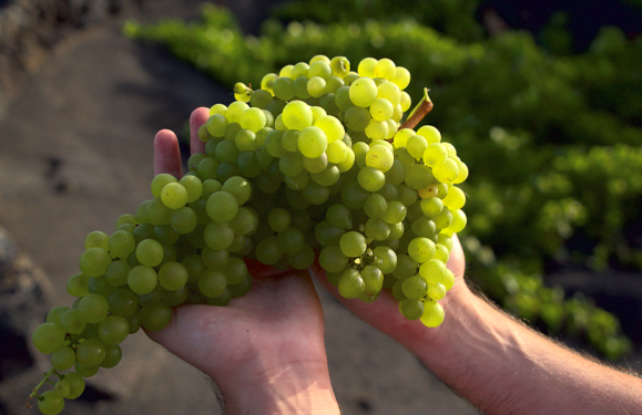 Grape harvest begins