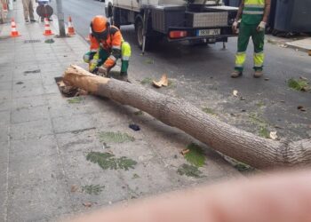 Arrecife calls for preservation of green areas