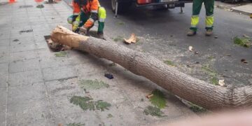 Arrecife calls for preservation of green areas