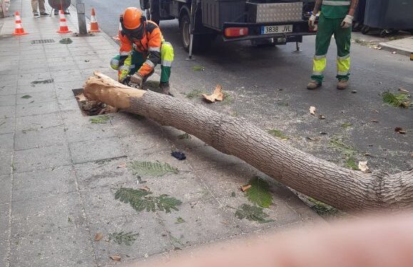 Arrecife calls for preservation of green areas