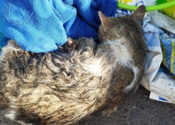 Haría denounces case of animal abuse