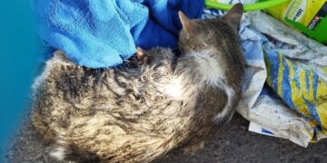 Haría denounces case of animal abuse