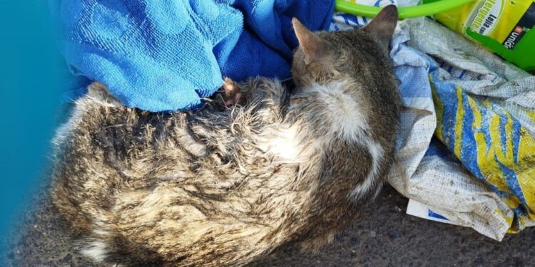 Haría denounces case of animal abuse