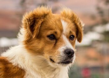 Haría reminds dog owners of their responsibilities