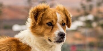 Haría reminds dog owners of their responsibilities