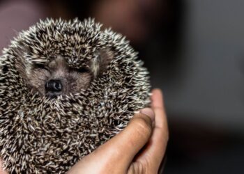 Lanzarote’s hedgehogs