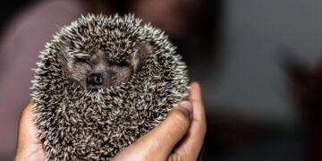 Lanzarote’s hedgehogs