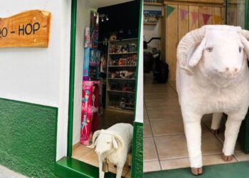 Hierro-Hop, El Hierro’s answer to Ale-Hop