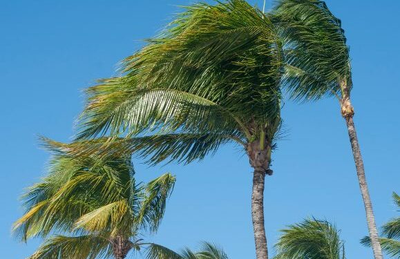 High wind speeds and rain forecast
