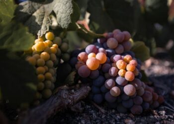How to grow vegetables on Lanzarote