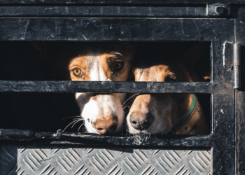 Stand Against Hunting