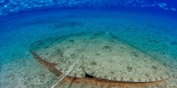 Seven Blue Flags for Lanzarote