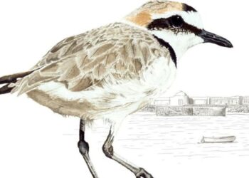 Illustration workshops