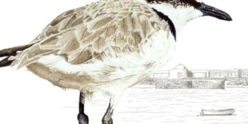 Illustration workshops