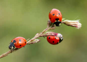 Insect time