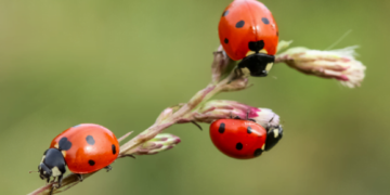 Insect time