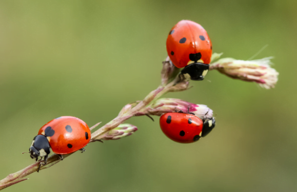 Insect time