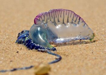Jellyfish alert