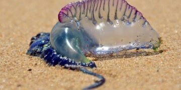 Jellyfish alert