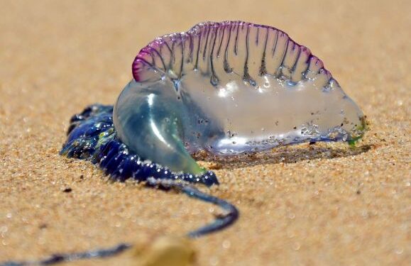Jellyfish alert