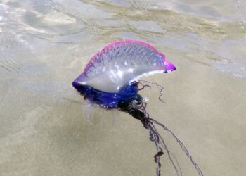 Jellyfish at Famara